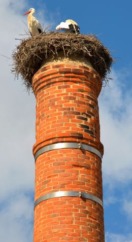Bird nest removal